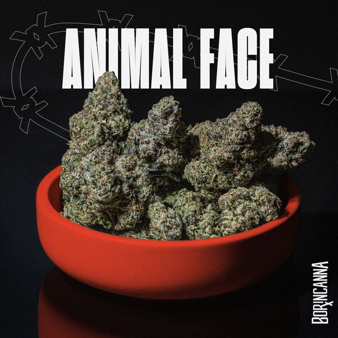 strain-animal-face